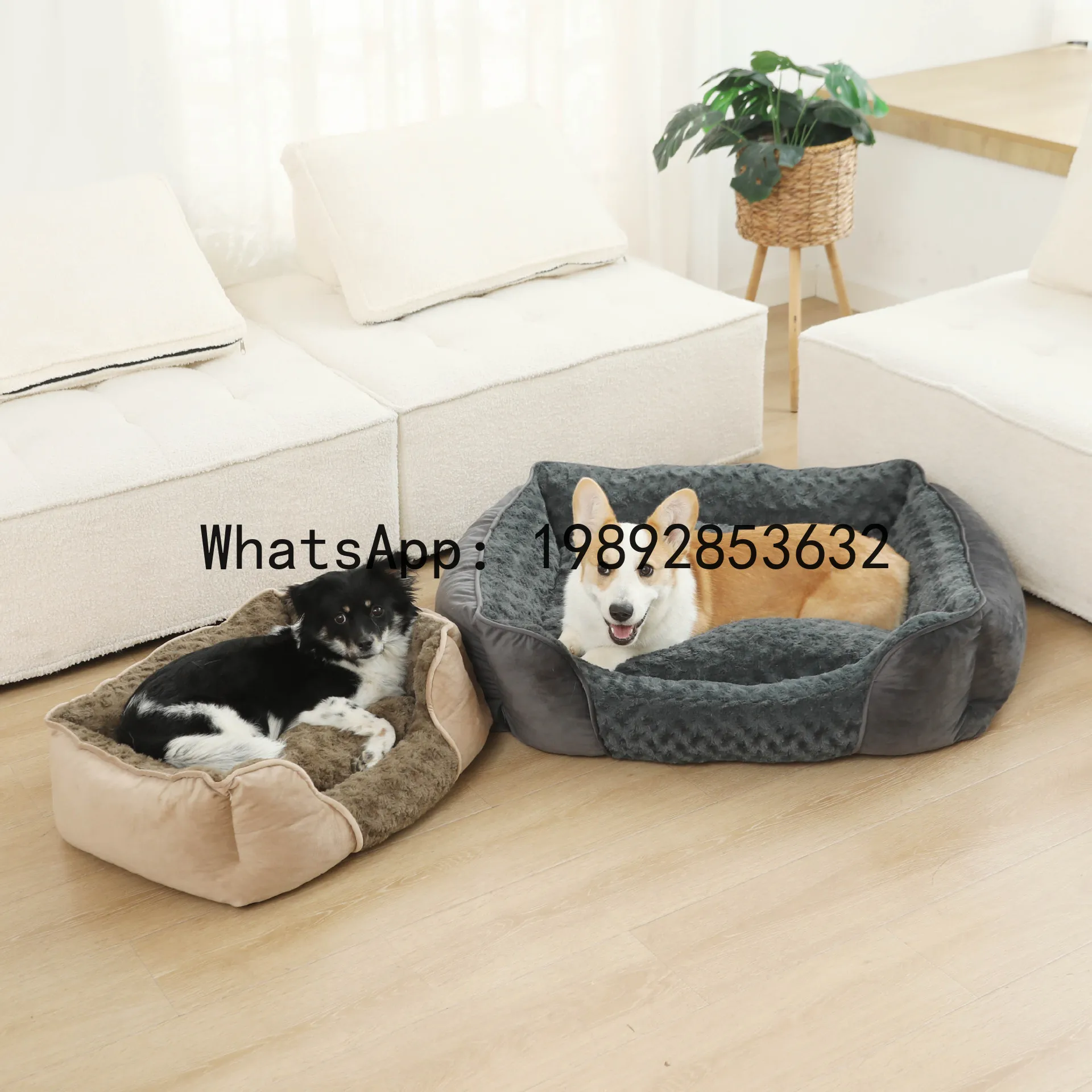 Pet X Supplies & Tack Howell Mi - X kattenhuis semi-gesloten hondenkennel dierenbenodigdheden voor