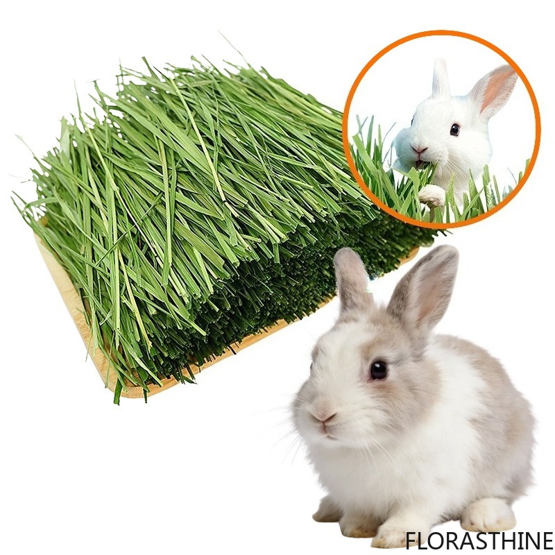 Pet Supplies Is Food - Vezelrijk gedroogd timotheegras, natuurlijk knaagvoer voor