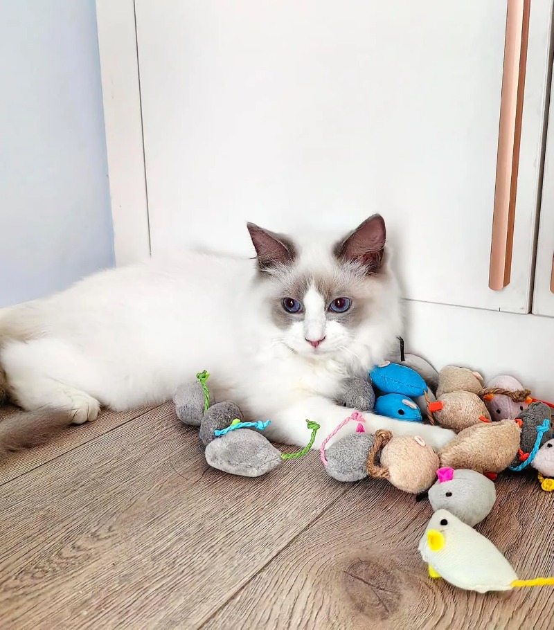 3/200 stuks rammelaar kattenmu - Catnip Toys recensie en prijs